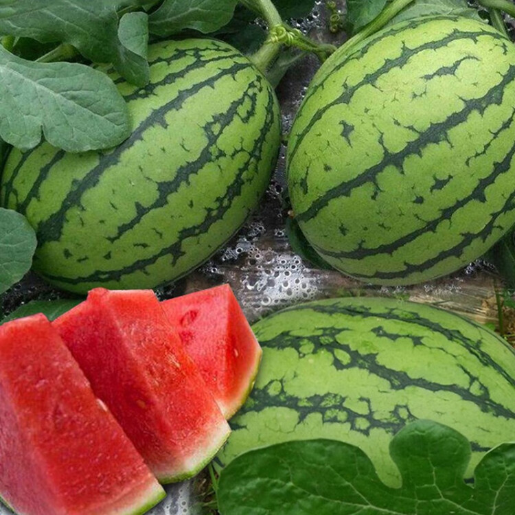 西瓜国产最新,品质、科技与文化的融合之旅