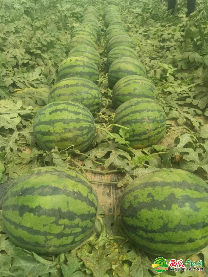 西瓜国产最新,品质、科技与文化的融合之旅