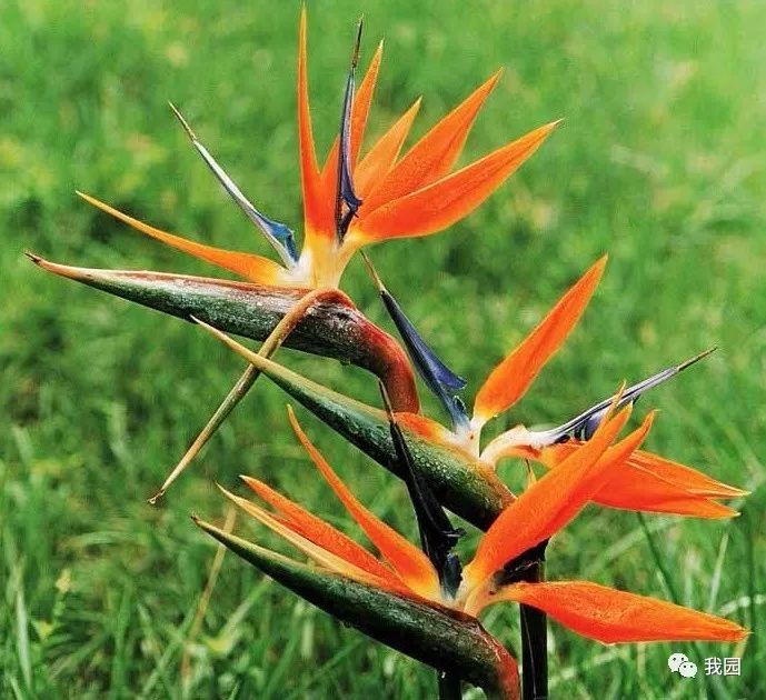 最新天堂鸟,小巷中的美食秘境探索