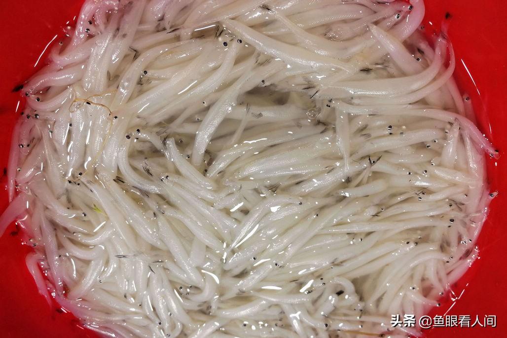 揭秘!2斤鲅鱼的价格大公开!