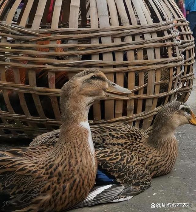 老鸭窝最新发布地址,欢笑与爱的故事派对盛宴