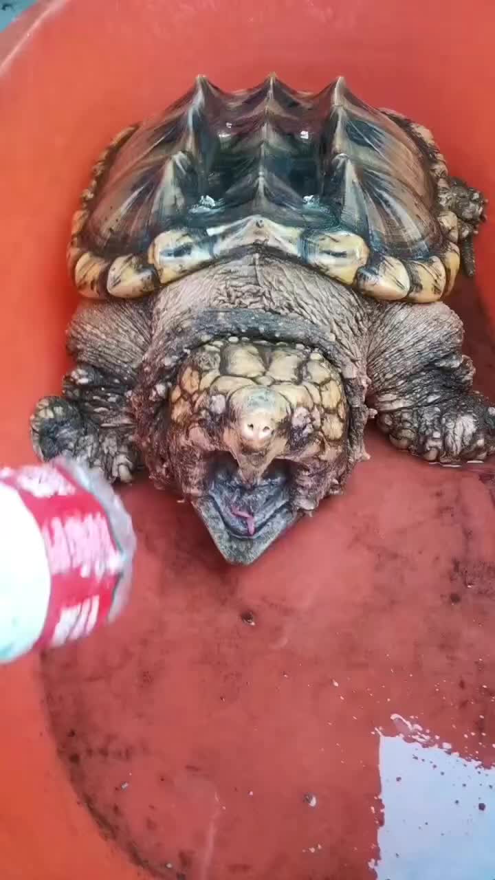 鳄龟行情深度解析，背景、重大事件与产业地位回顾