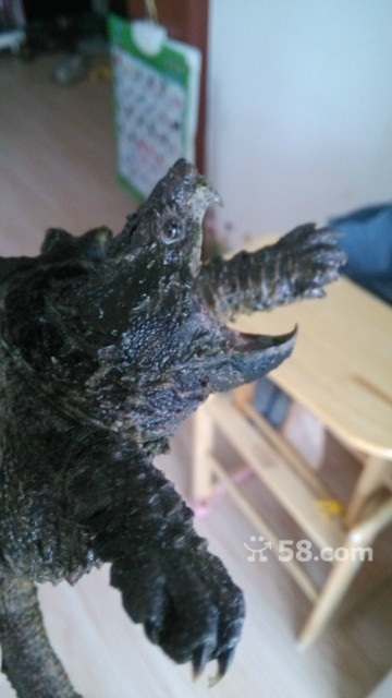 鳄龟行情深度解析,背景、重大事件与产业地位回顾