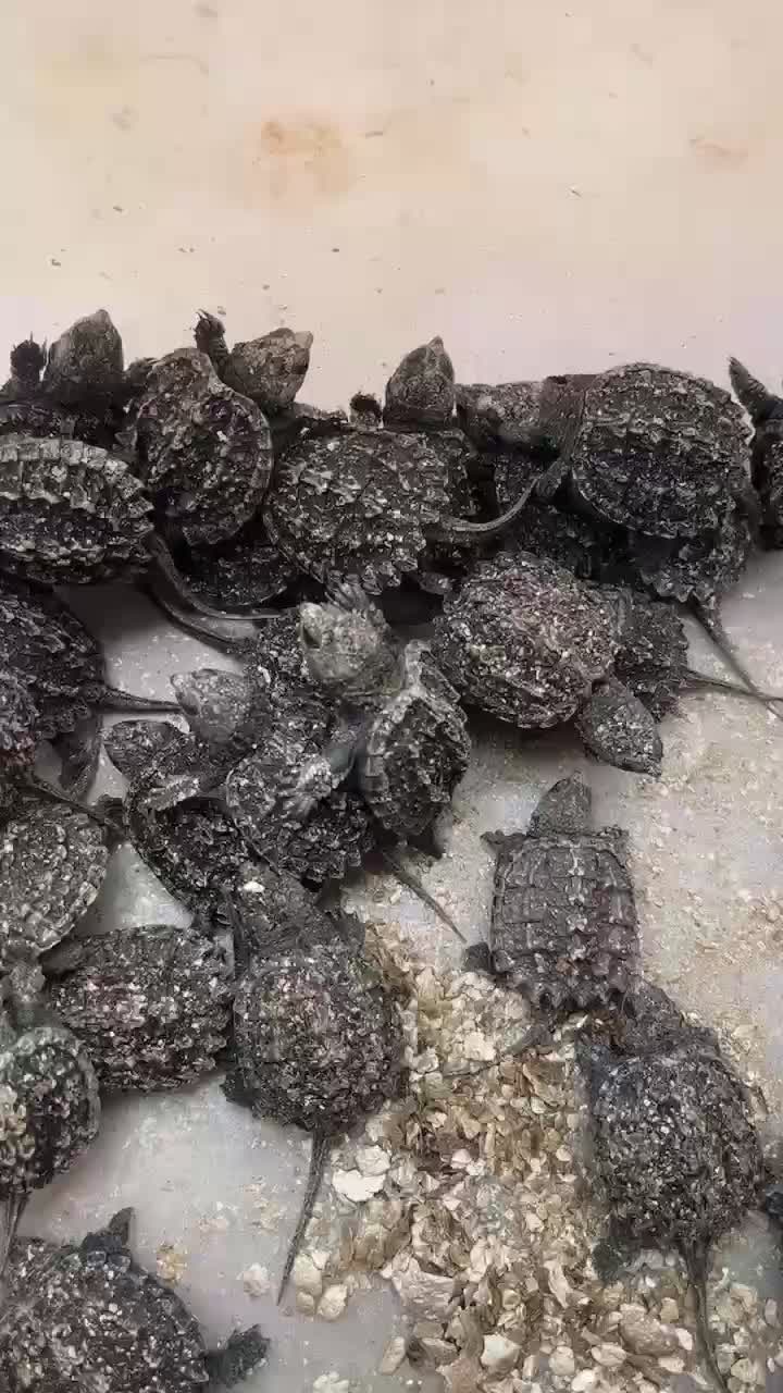 鳄龟行情深度解析,背景、重大事件与产业地位回顾