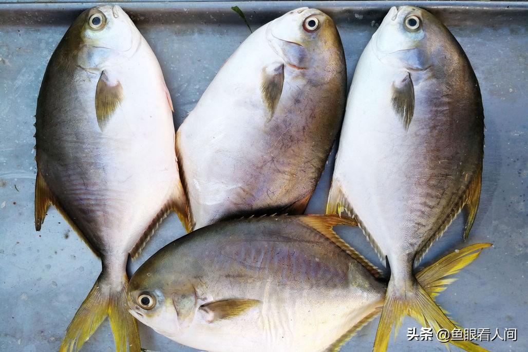 公司上市阶段,公司上市阶段的多维视角分析