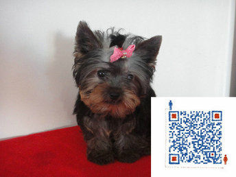 约克夏犬,高科技时代的新宠,价格与体验的双重盛宴——深度解析约克夏价格与特色体验!