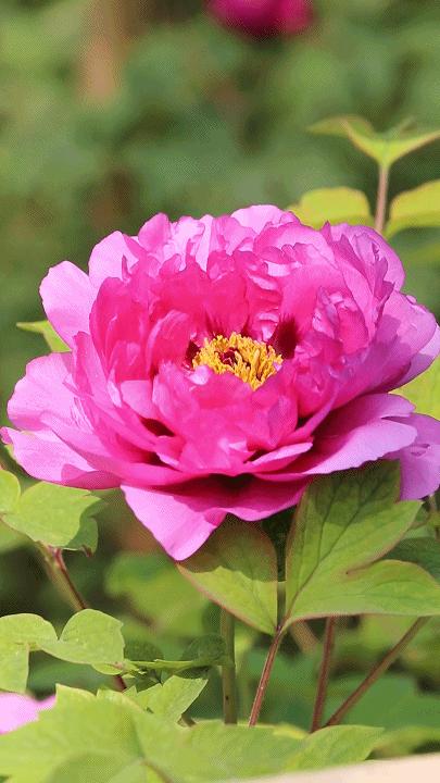 洛阳古都的温馨日常最新动态