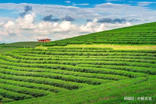农发种业最新消息,农发种业最新消息——科技育种,开启绿色未来新篇章
