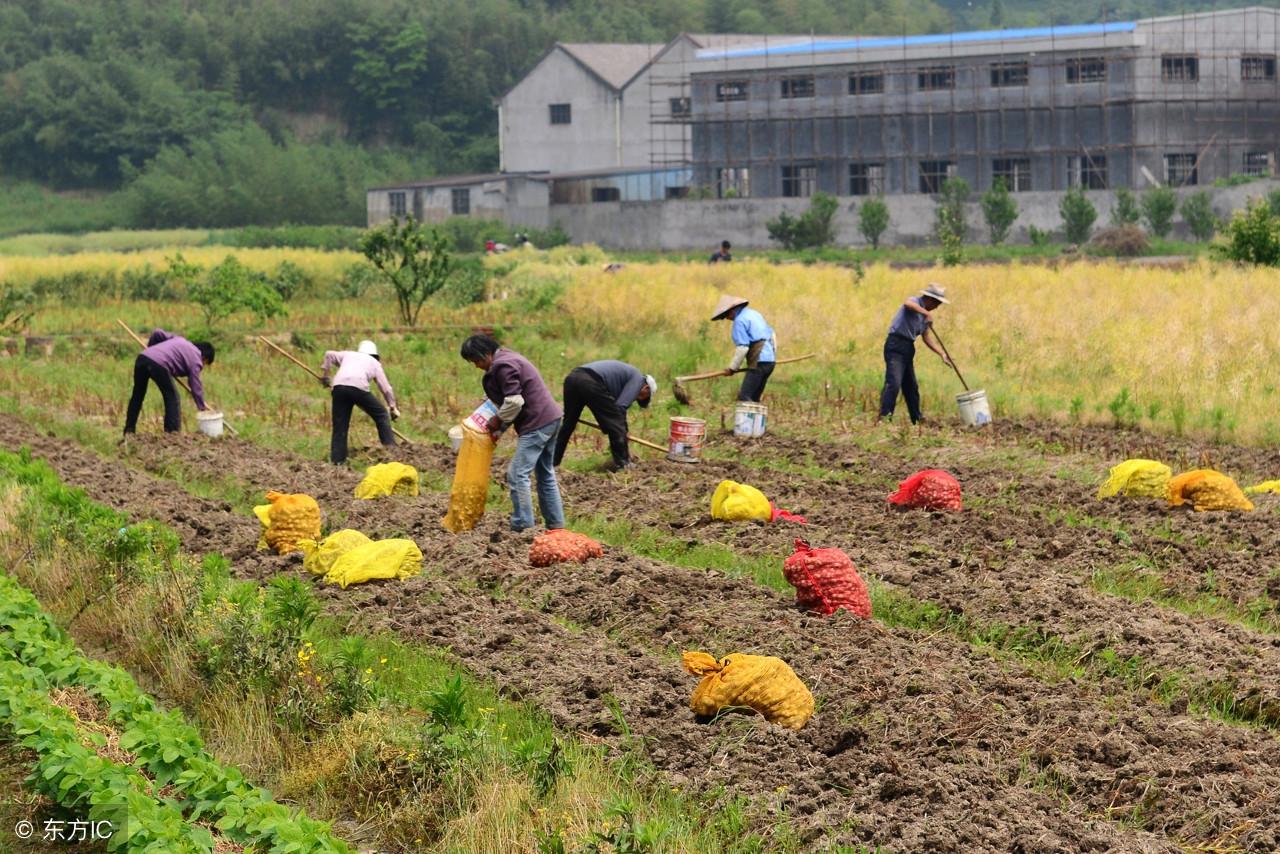 黄芩最新价格行情及自然美景探索之旅