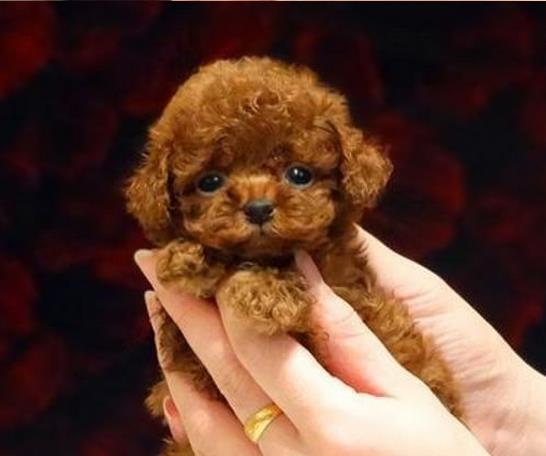 最新宠物出售,变化、学习与自信的力量激发人与宠物的缘分与成长之路