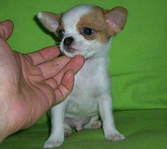 最新宠物出售,变化、学习与自信的力量激发人与宠物的缘分与成长之路