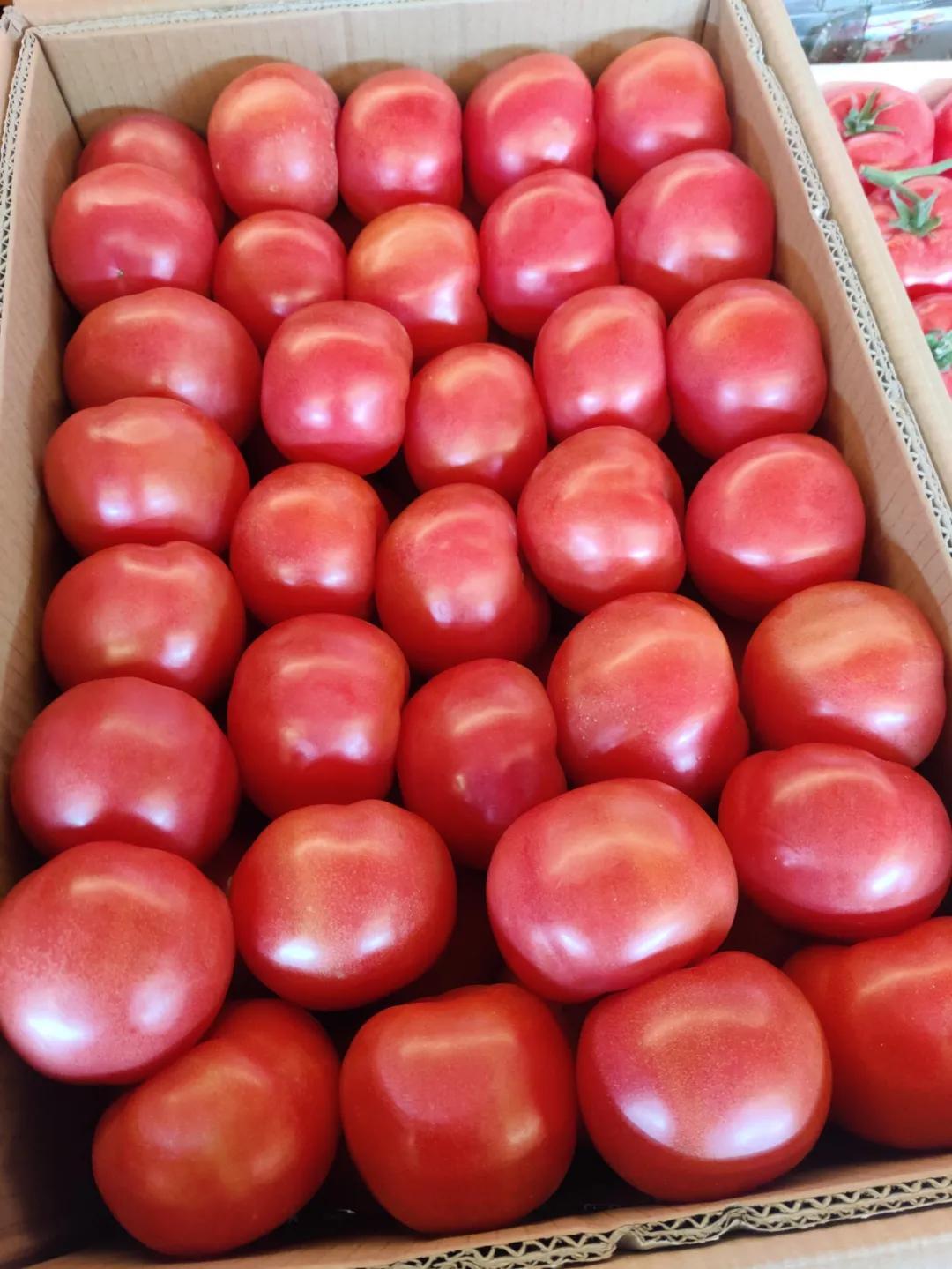 山东冬瓜价格最新行情动态及指南