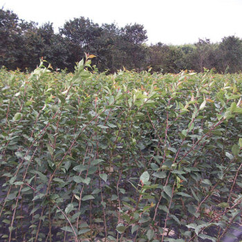 栾树价格解析,规格到价值的深度探讨