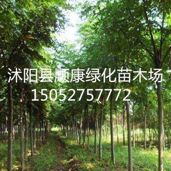 栾树价格解析,规格到价值的深度探讨