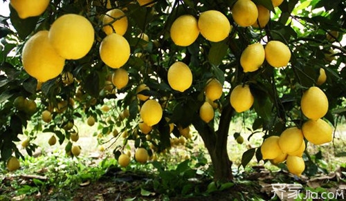 安岳柠檬最新行情深度分析