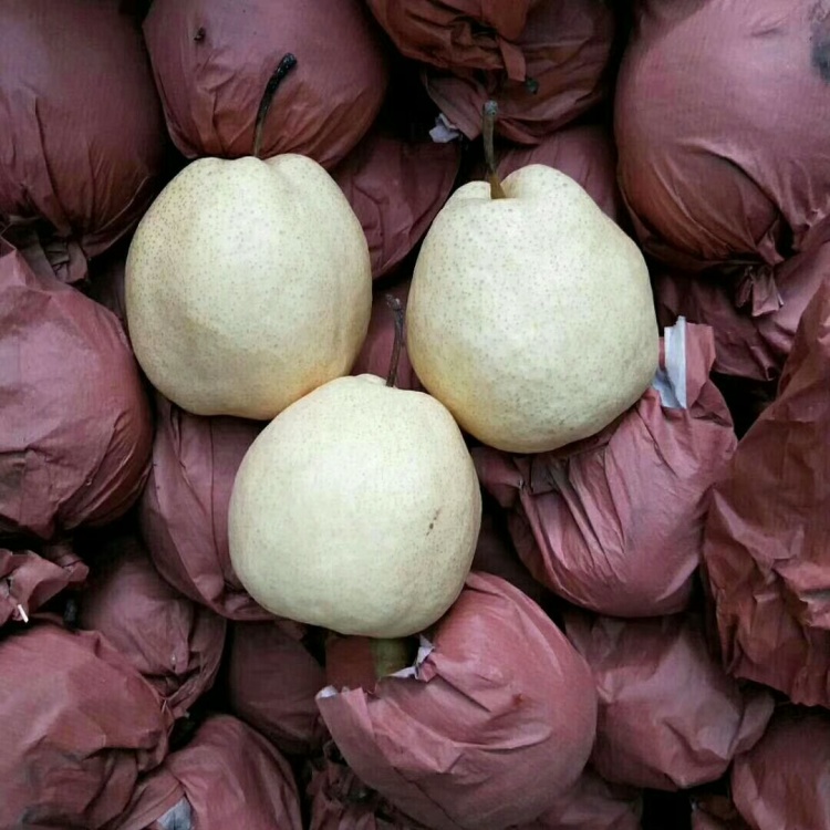 最新酥梨价格探析,市场走势与各方观点分析