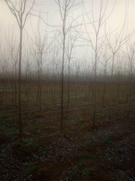 东北苗木求购最新信息,科技驱动绿意未来