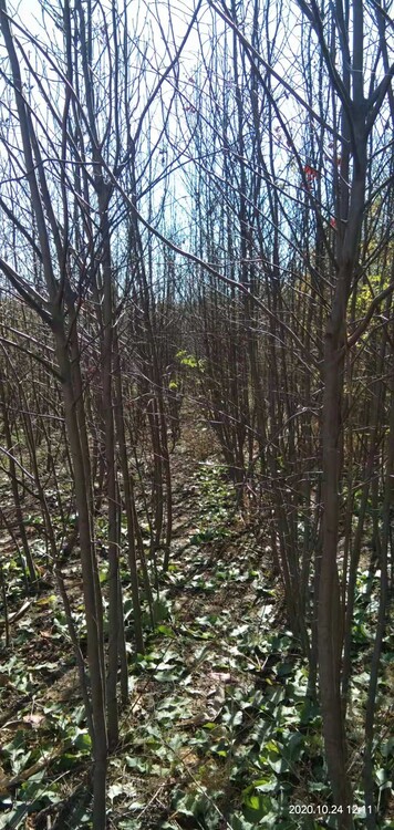 东北苗木求购最新信息,科技驱动绿意未来