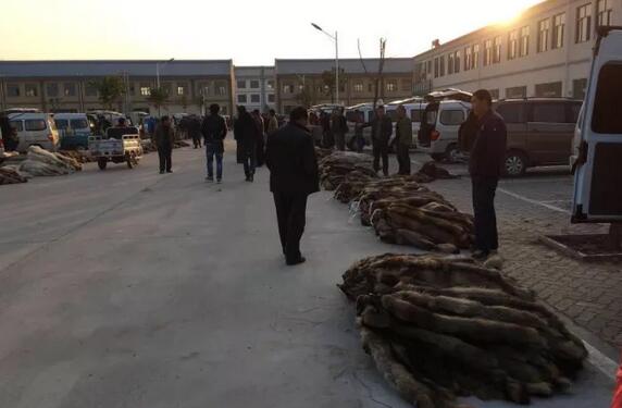 今日狐狸皮最新价格,市场分析、趋势预测与行情概览