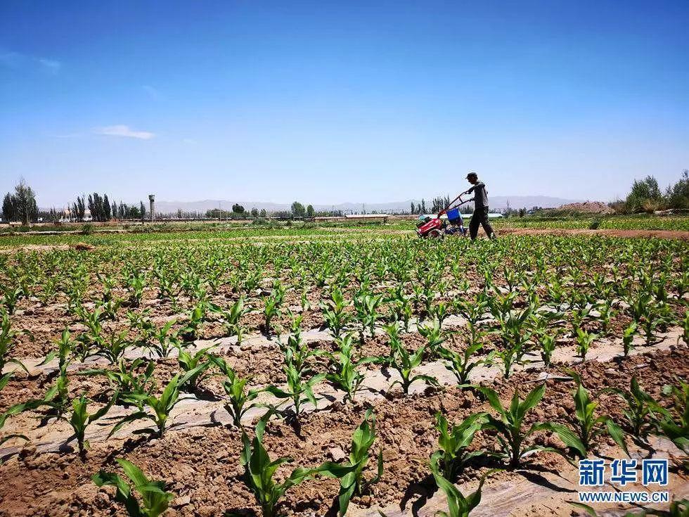 科技赋能下的大豆直补,生活因豆而精彩