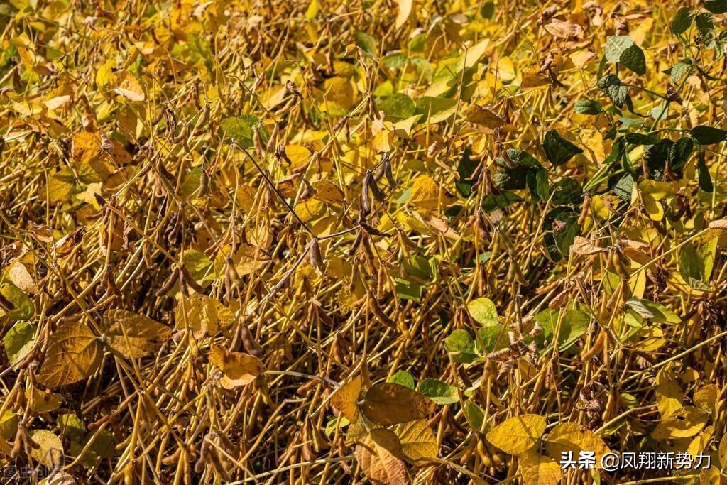 黑龙江大豆最新价格表及其背后的温情故事