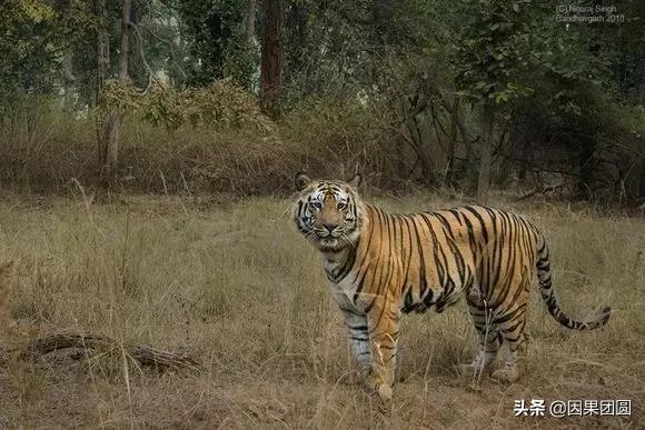 太子战记最新高科技版本介绍与体验报告