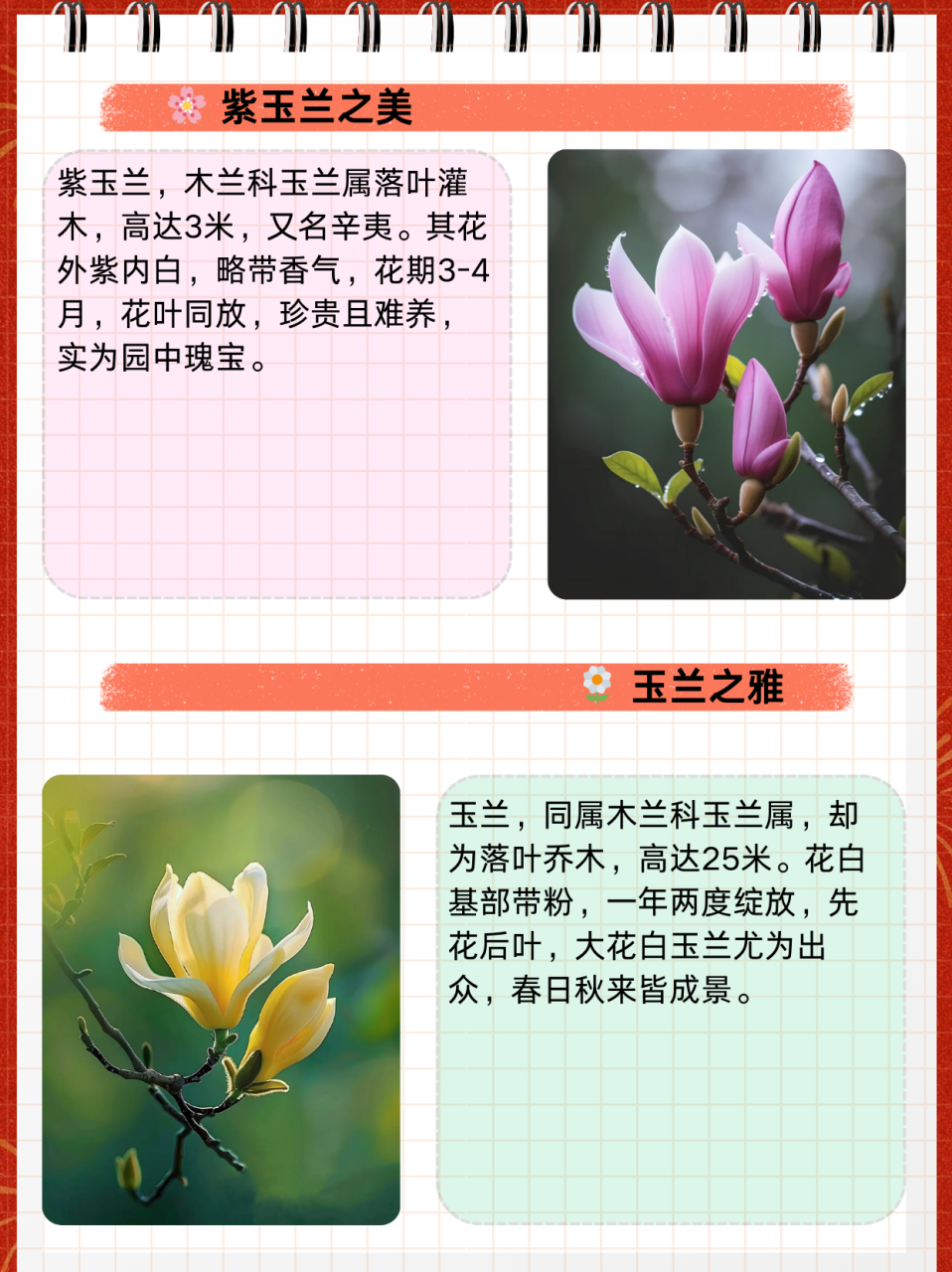 玉兰最新品种揭秘,小巷深处的绿意秘境