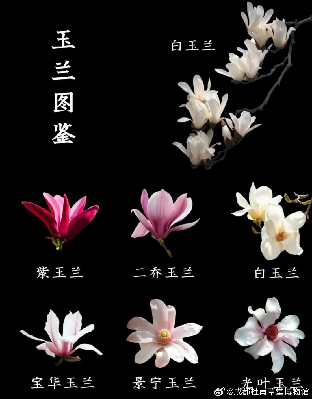 玉兰最新品种揭秘,小巷深处的绿意秘境