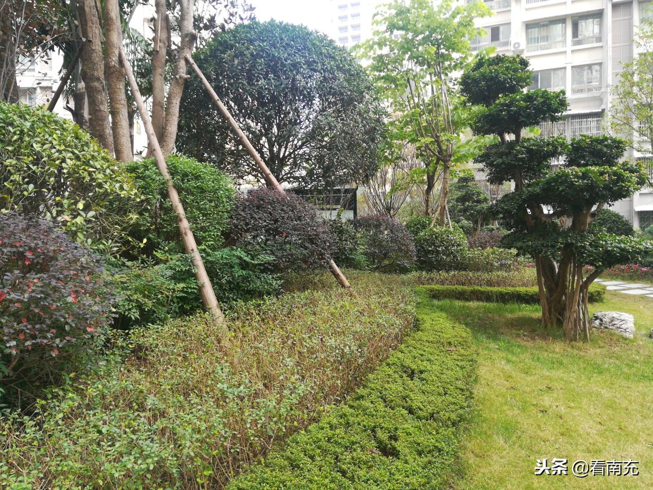 阳光白马城最新动态揭秘,多维探讨城市发展的未来