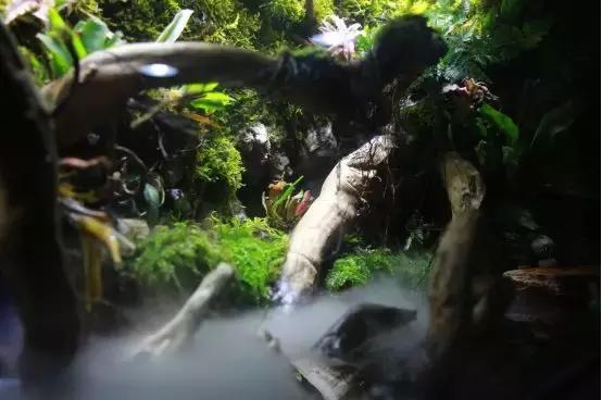 青岛藤蔓最新观点阐述,探索青岛藤蔓的独特魅力与独特观点