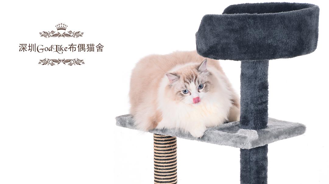 时代背景下的最新猫舍,猫咪的天堂