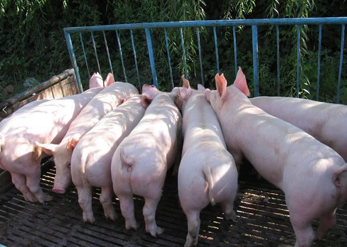 山东省生猪最新价格概览,温情与欢笑中的猪事记